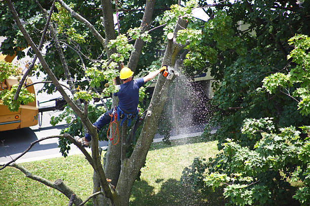 Best Palm Tree Trimming  in Franklin Park, NJ